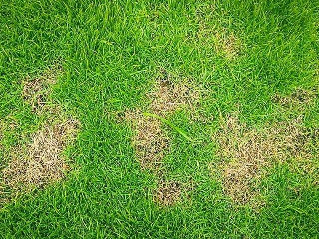 Brown patches from lawn pests