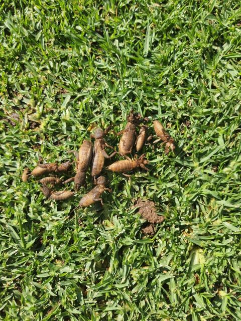 Mole crickets