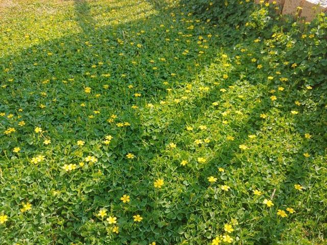 Weeds taking over