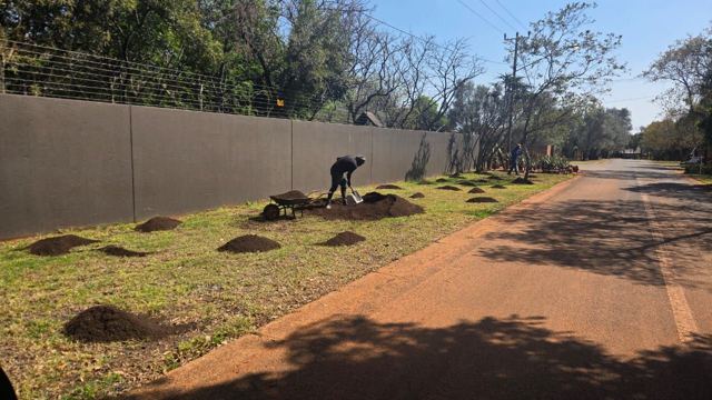 Team planting new grass